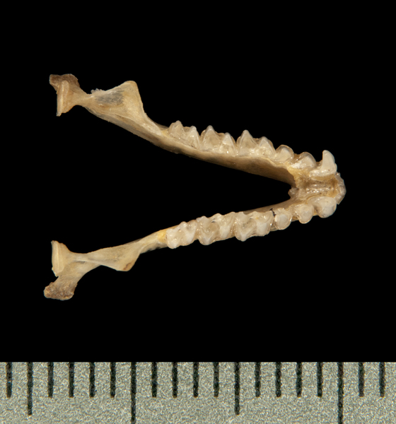 lower_dorsal6330