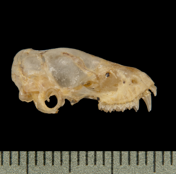 lateral6332