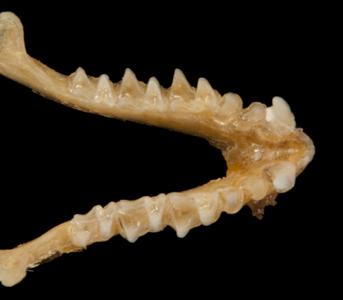 ltr6335