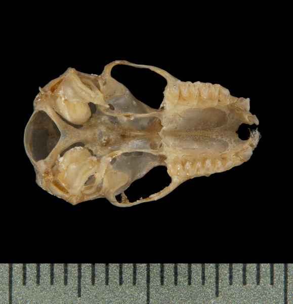 ventral6333