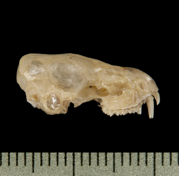 lateral6359