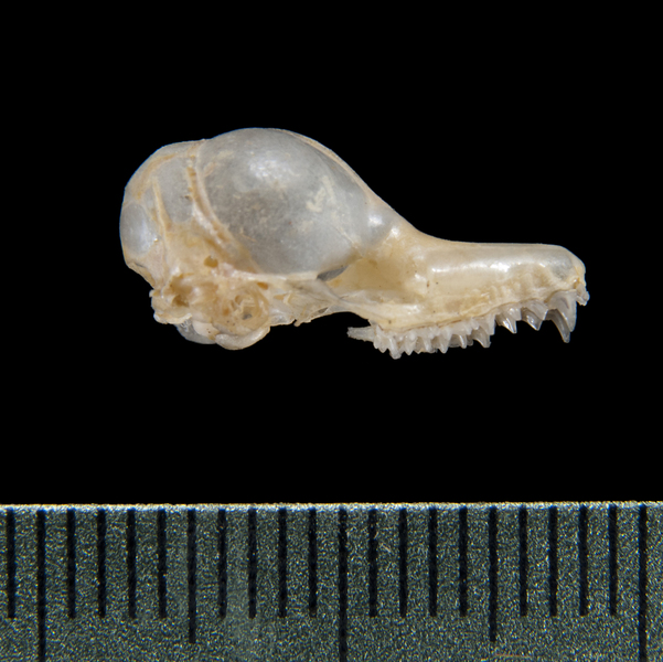 lateral5302