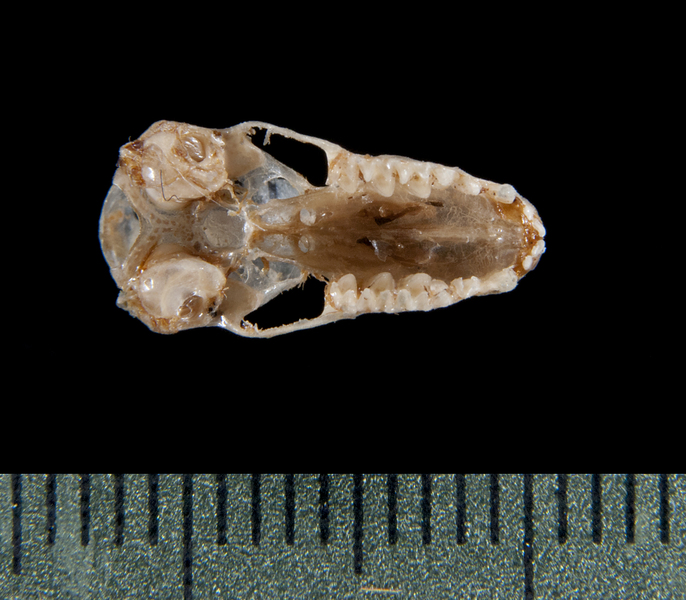 ventral5279