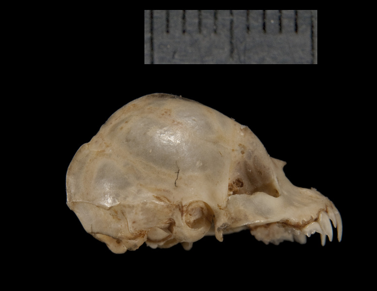 lateral5186