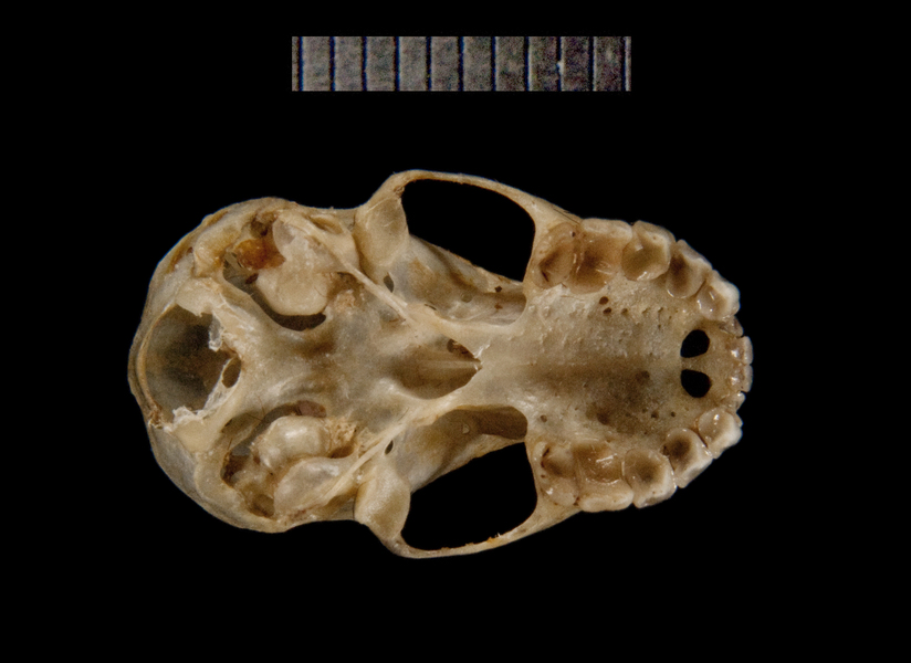 ventral5207