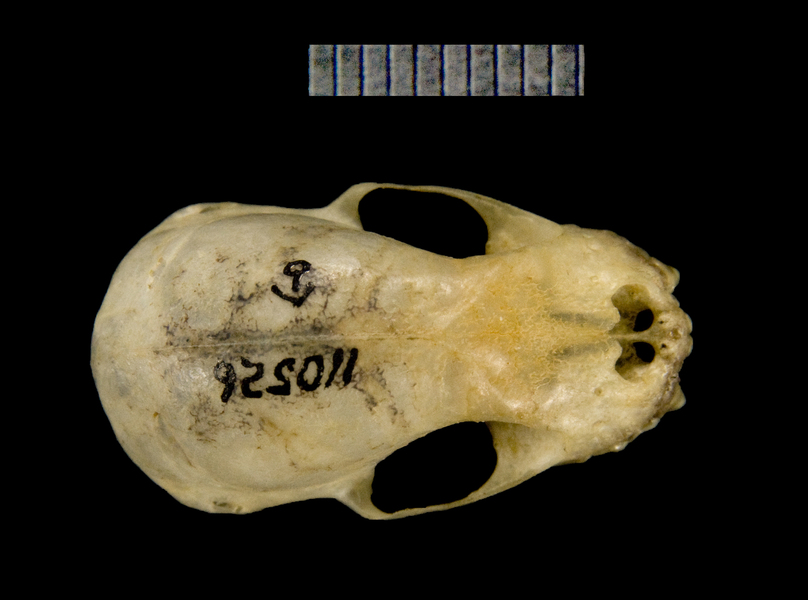 dorsal5214