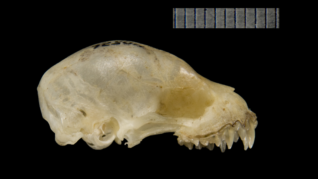 lateral5220