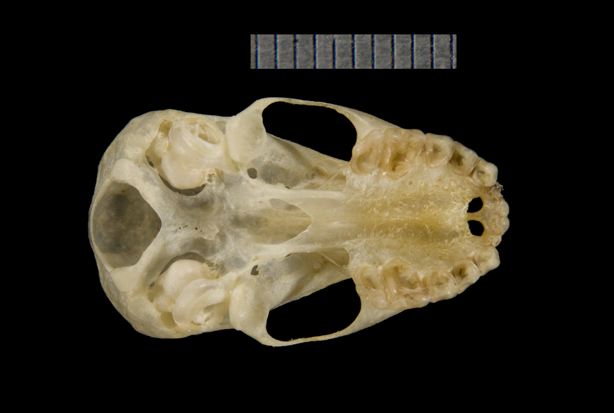 ventral5216
