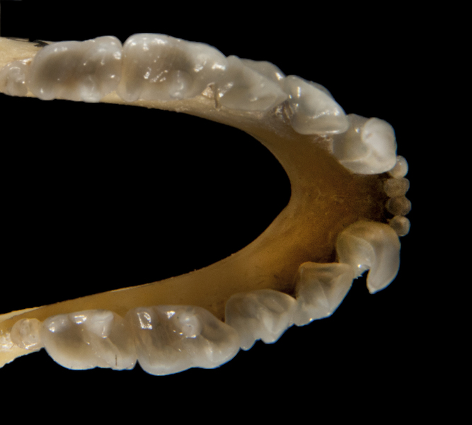 ltr5249