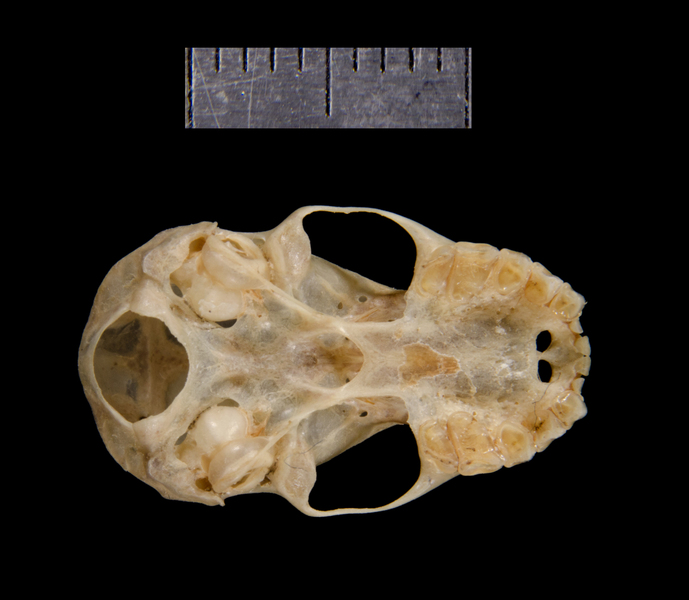 ventral0142