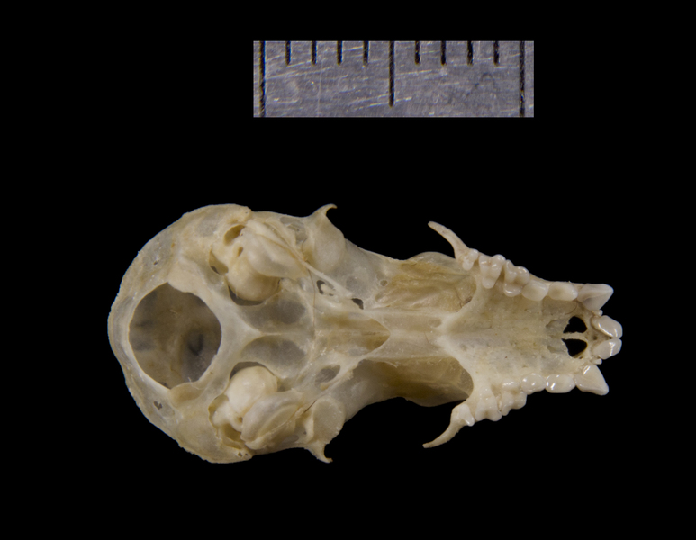 ventral0183