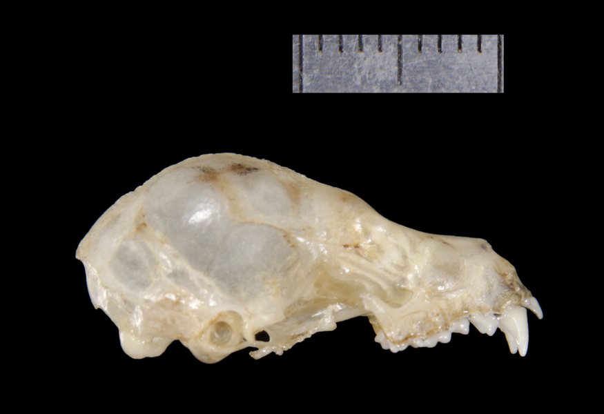 lateral0202