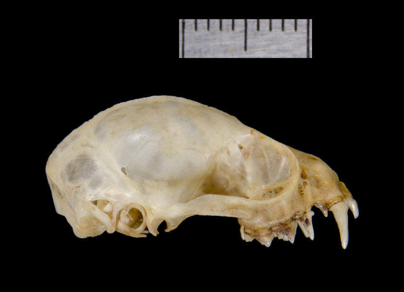 lateral0238