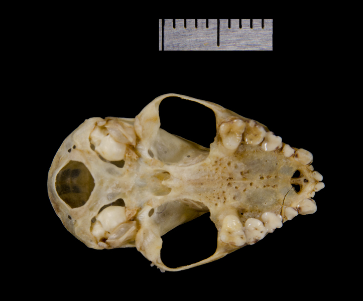 ventral0239