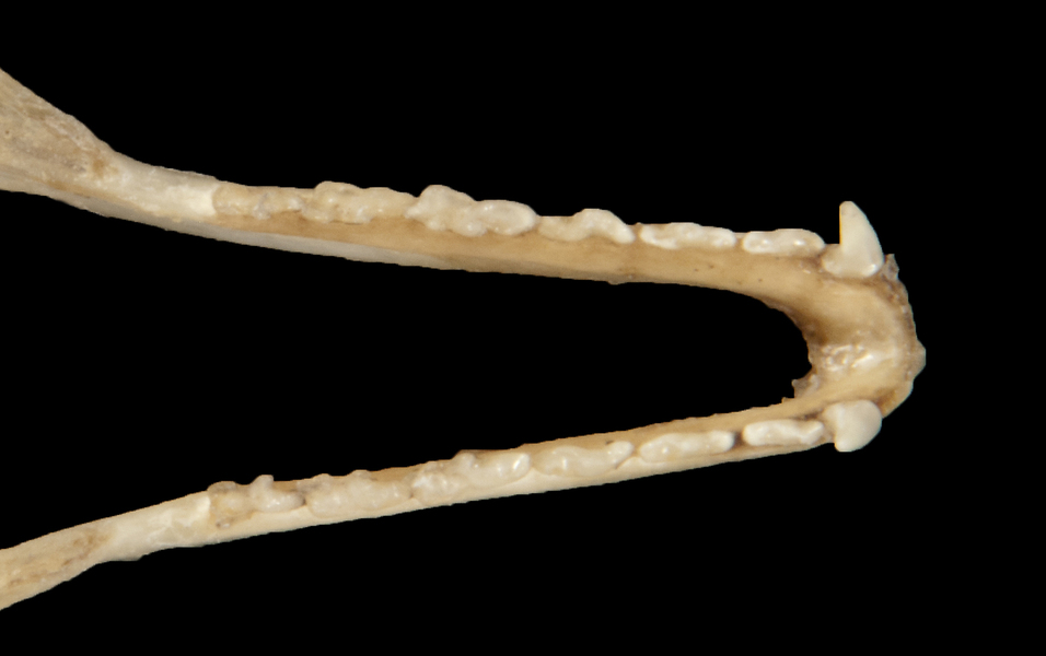 ltr6062