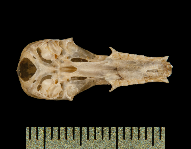 ventral6057