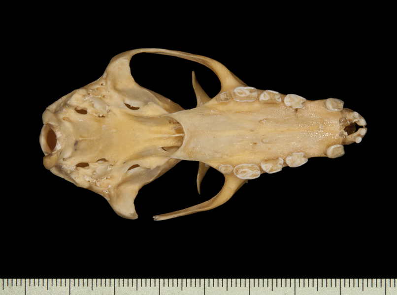 ventral6543