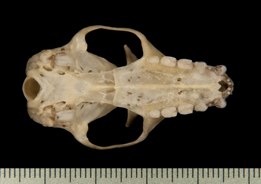 ventral6497