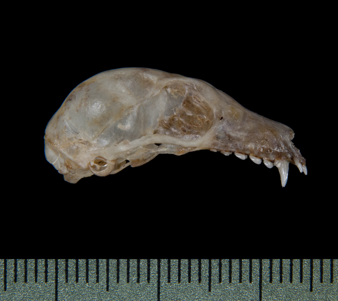 lateral5412