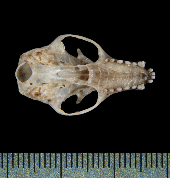ventral5414
