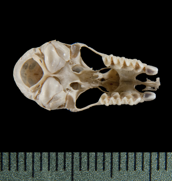 ventral5342