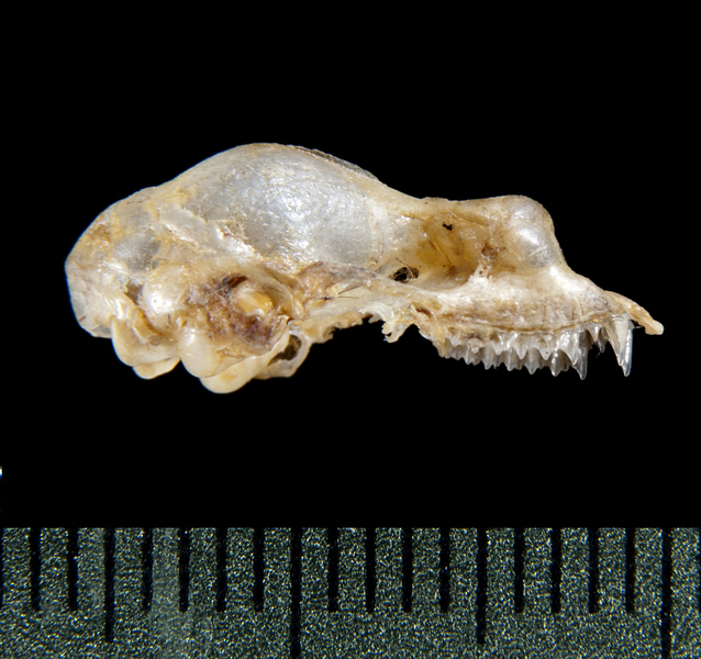 lateral5333