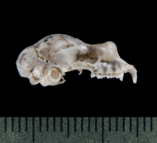 lateral5353