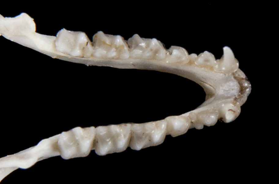 ltr5356