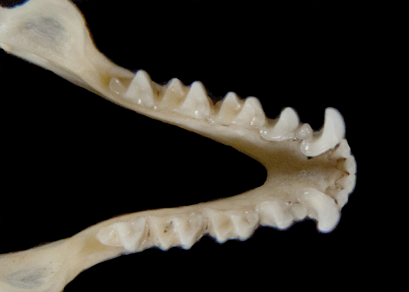 ltr5362