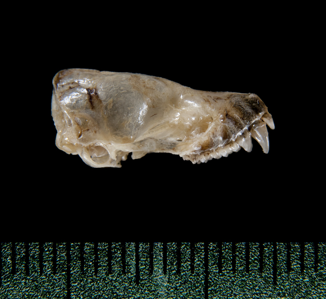 lateral5365
