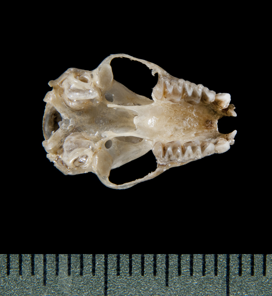 ventral5368