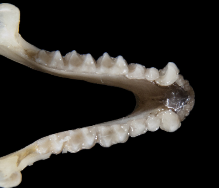 ltr5381