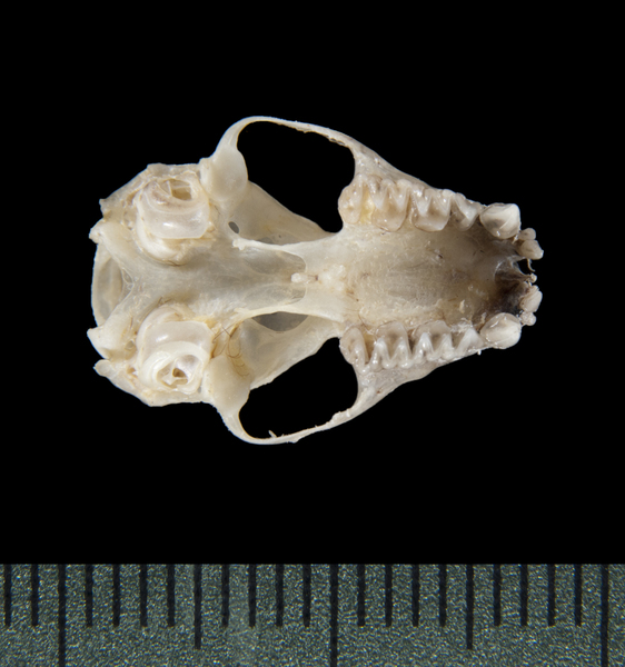 ventral5378