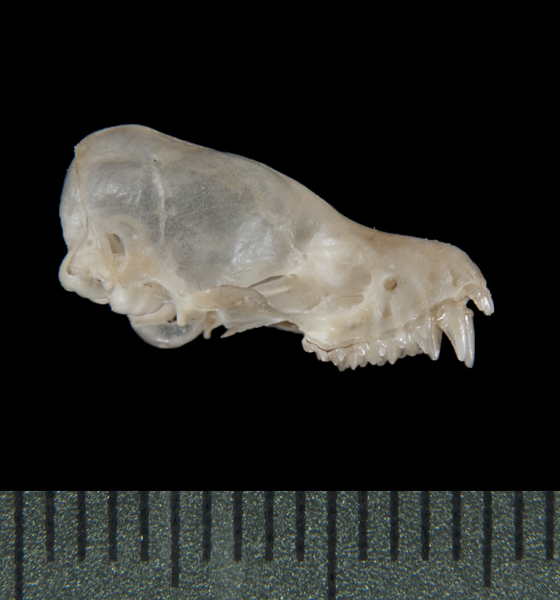 lateral5391