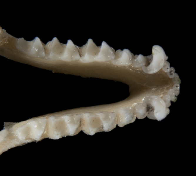 ltr5409