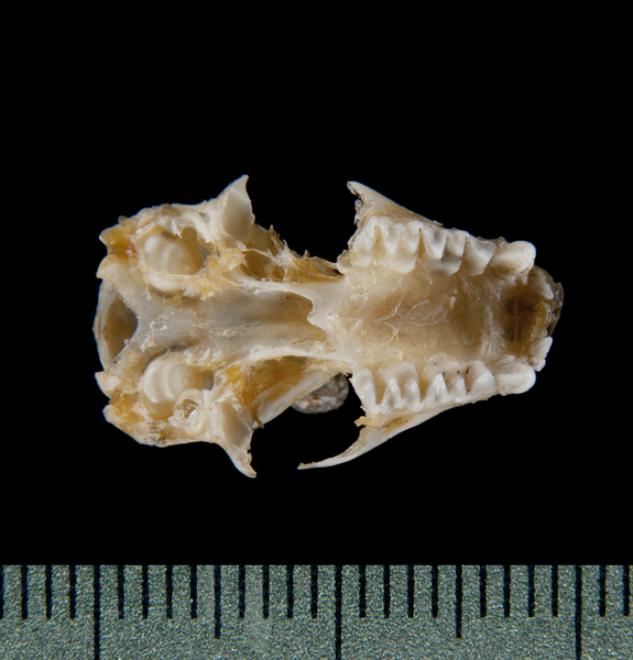 ventral5405