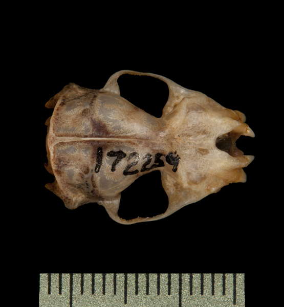 dorsal6028