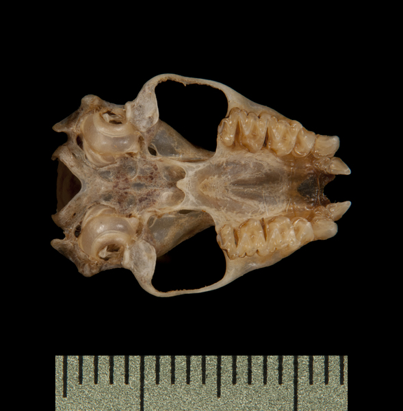 ventral6031