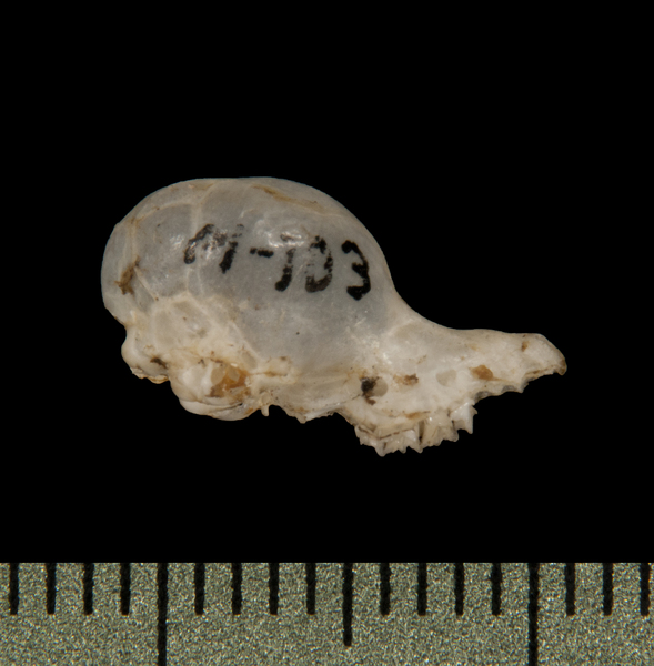 lateral6045