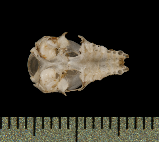ventral6046