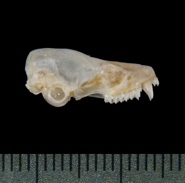 lateral5424