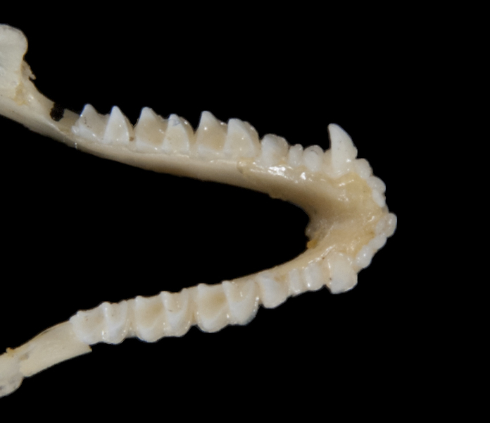 ltr5427