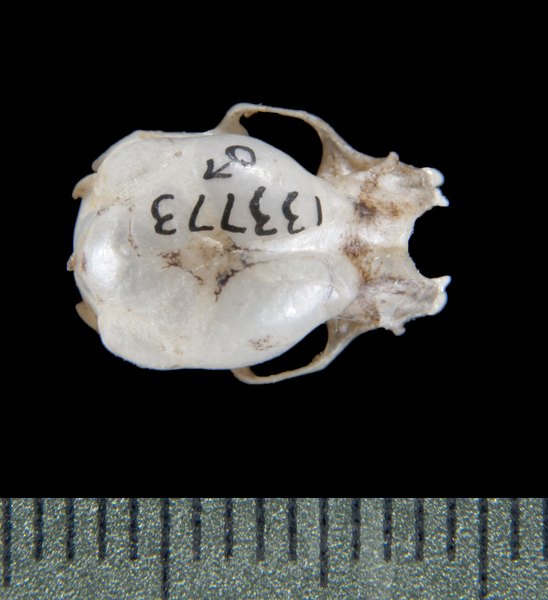dorsal5468
