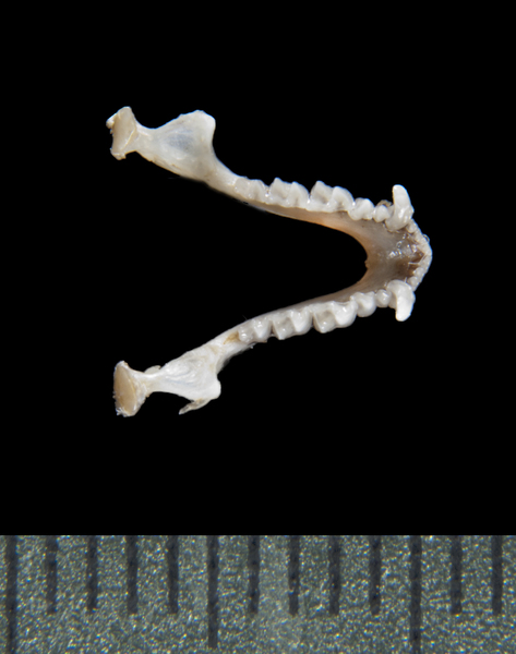 lower_dorsal5473