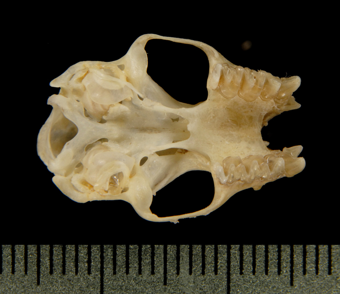 ventral5502