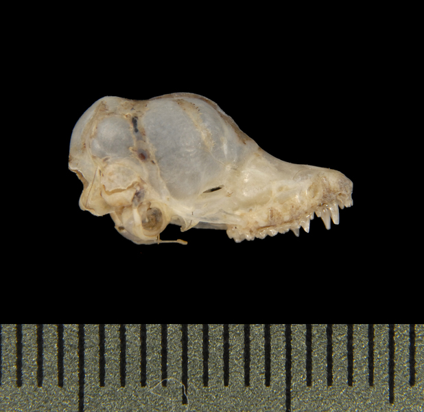 lateral5514