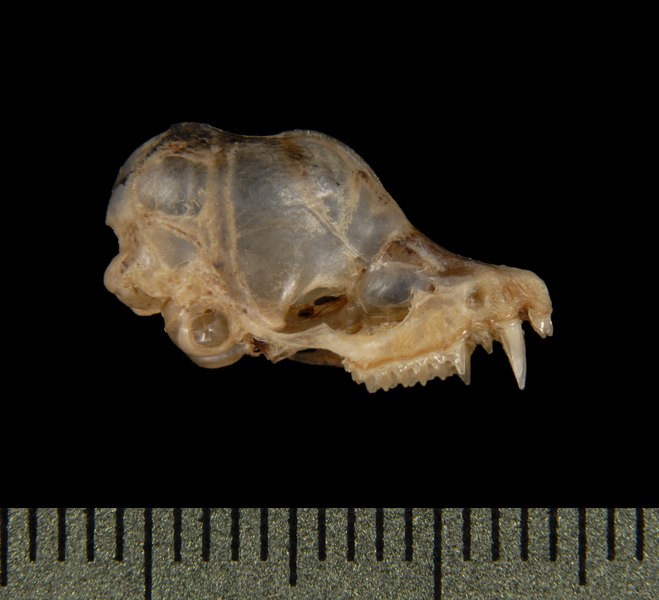 lateral5528