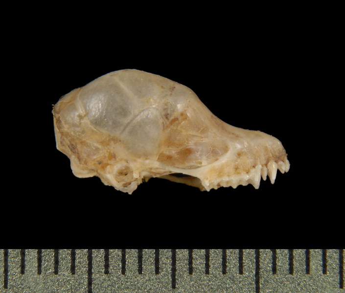 lateral5536