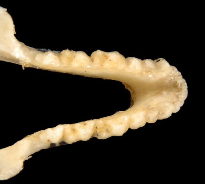ltr5540