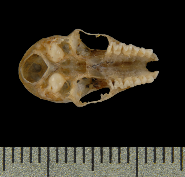 ventral5545